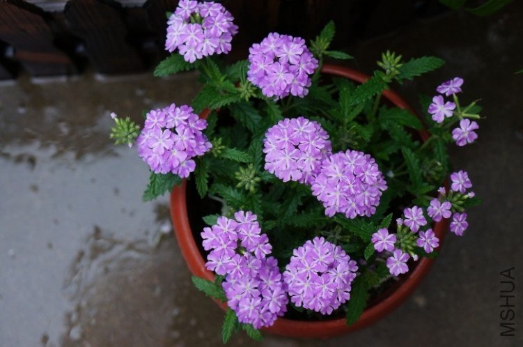 DSC06459_conew2.jpg
