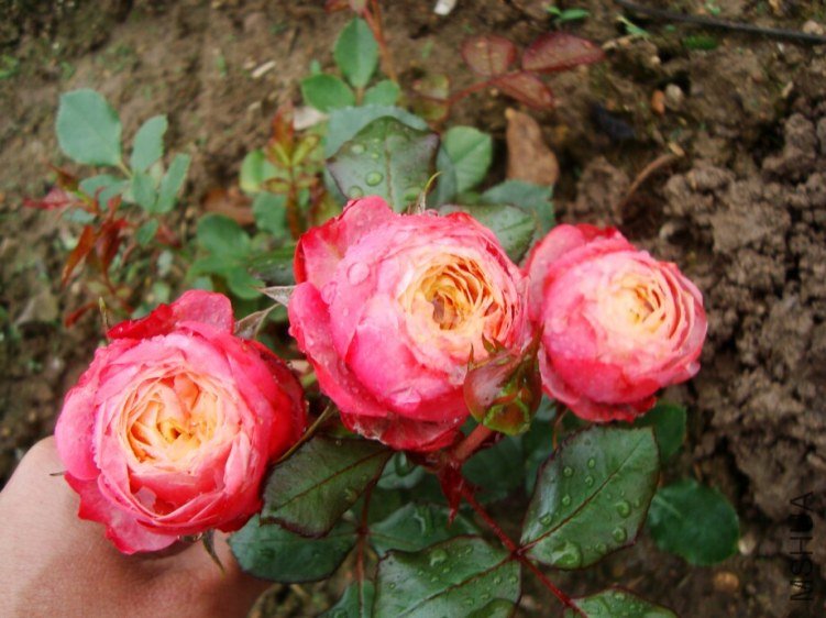 DSC04112.jpg