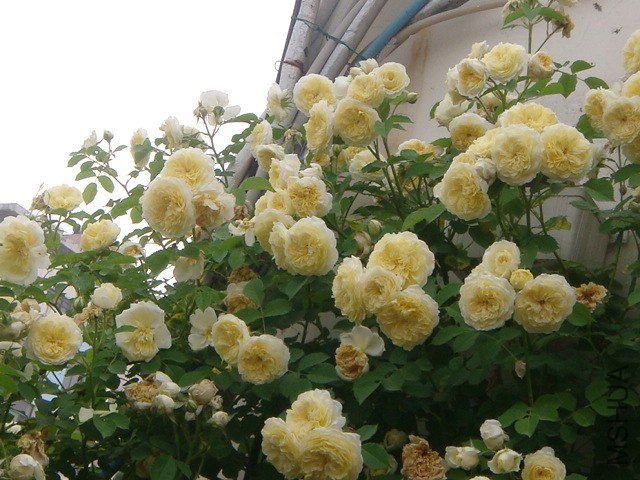 DSC07328.JPG