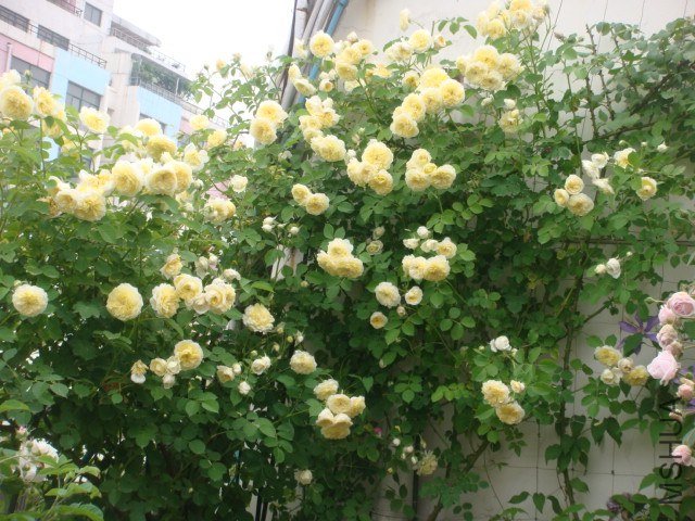 DSC07365.JPG
