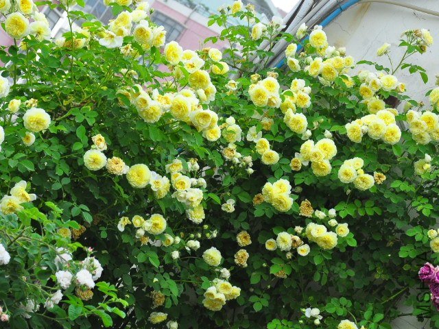 SSC_2220.JPG