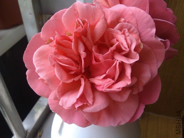 IMAG0622Ӣ��³.jpg