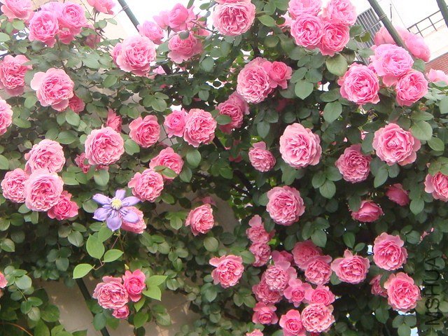 DSC07329.JPG