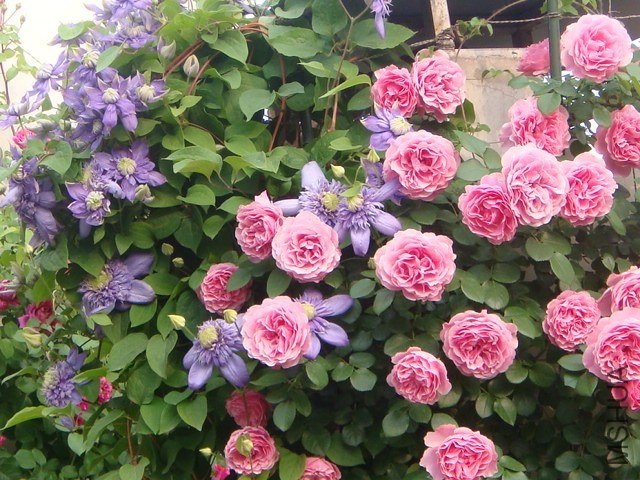 DSC07330.JPG