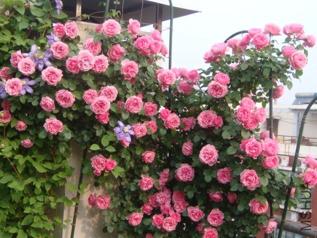 DSC07347.JPG