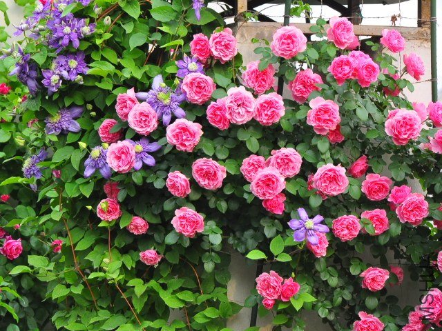 SSC_2218.JPG
