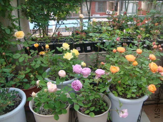DSC06713.JPG