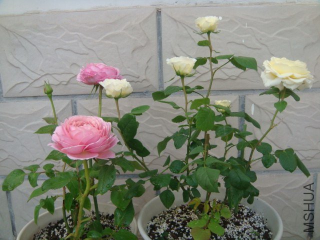 DSC06722.JPG