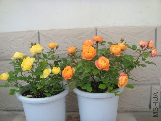 DSC06736.JPG