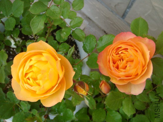 DSC06737.JPG