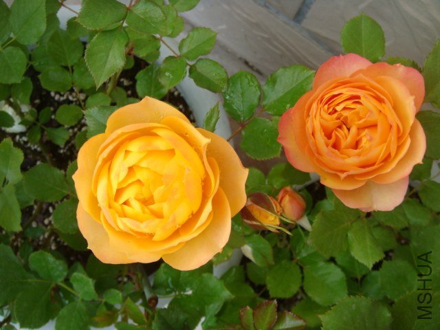 DSC06739.JPG