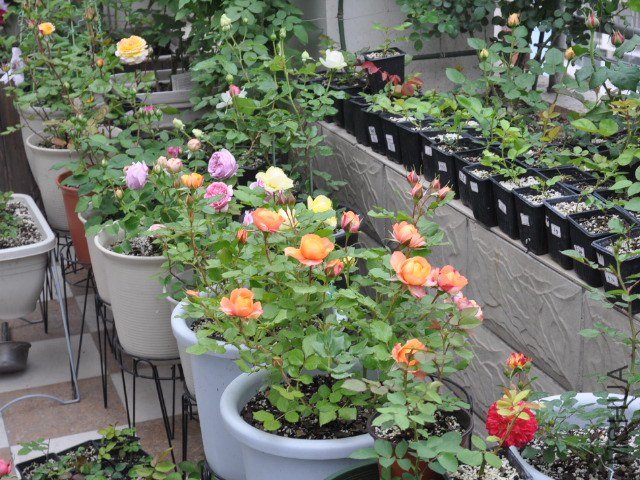 SSC_0756.JPG