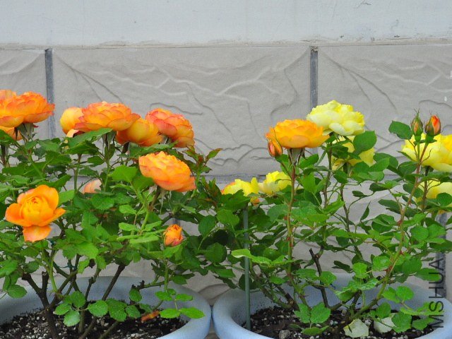 SSC_0883.JPG