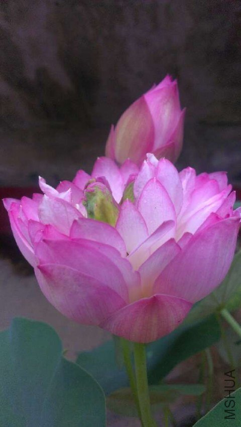 20130530091223.jpg