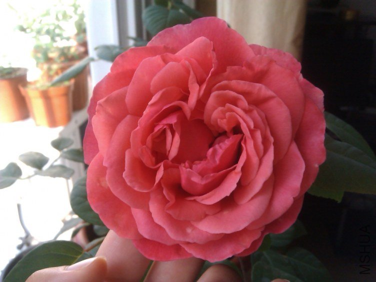 IMAG0658.jpg