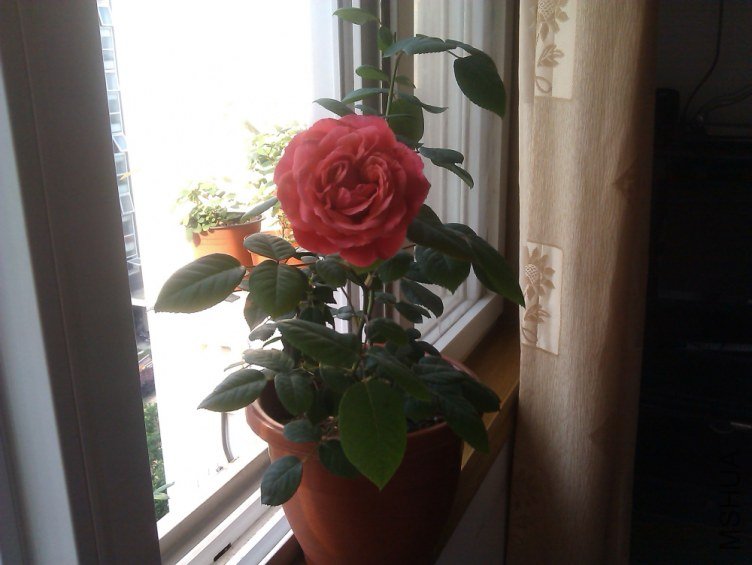 IMAG0660.jpg