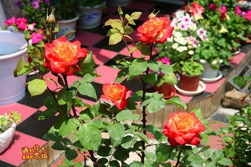 ��Ƭ 025_����.jpg