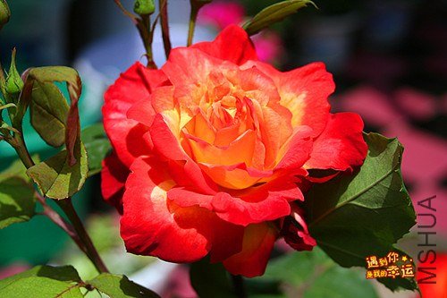 ��Ƭ 026_����.jpg