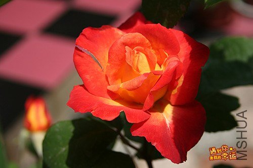 ��Ƭ 031_����.jpg