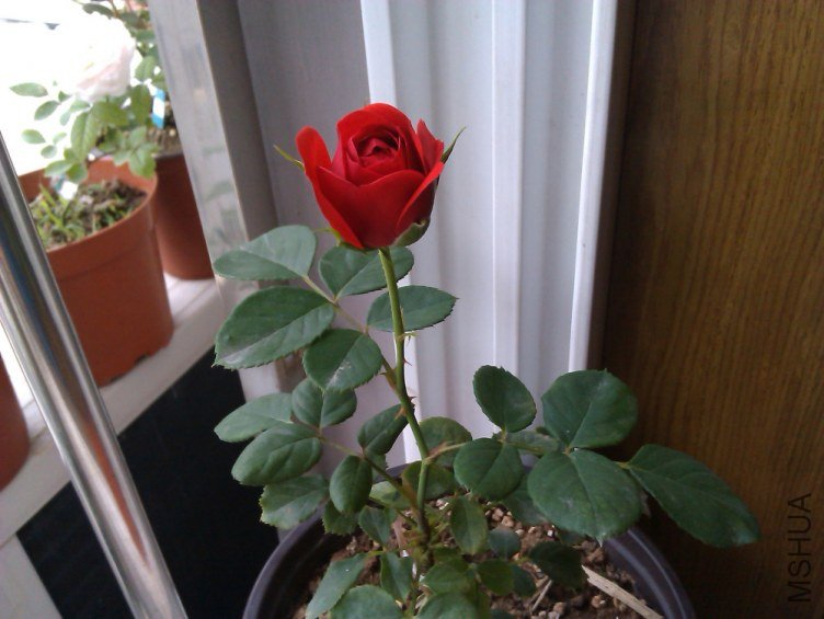IMAG0680.jpg