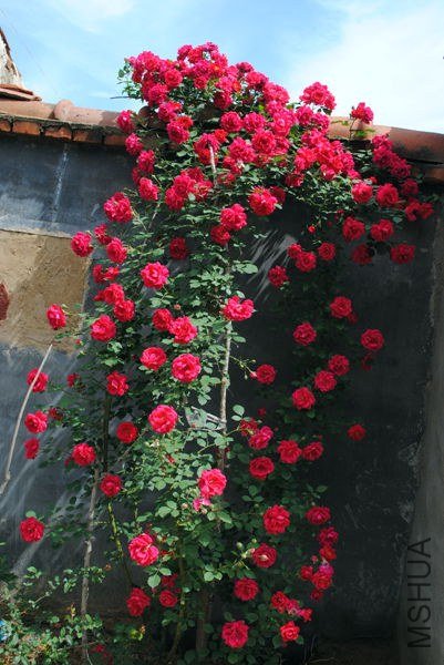 DSC_0123_����.jpg