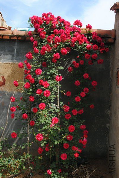 DSC_0124_����.jpg