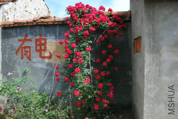 DSC_0125_����.jpg