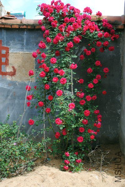 DSC_0127_����.jpg