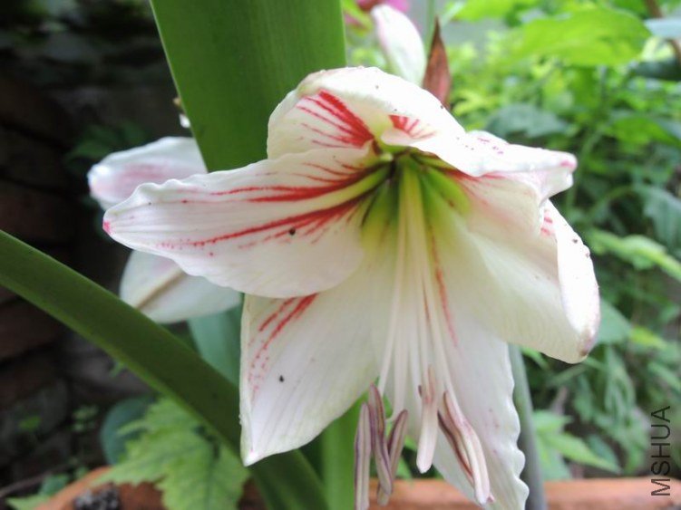 DSCN0981.jpg