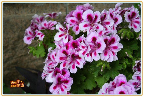 ��Ƭ 016_����.jpg