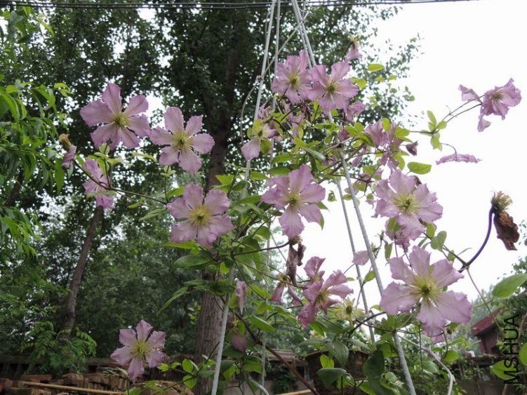 ���� DSCN0964.jpg