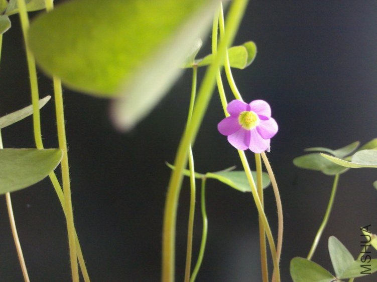 C360_2013-05-31 11-55-54bbs.JPG