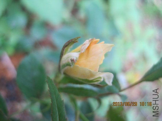 IMG_4390.jpg