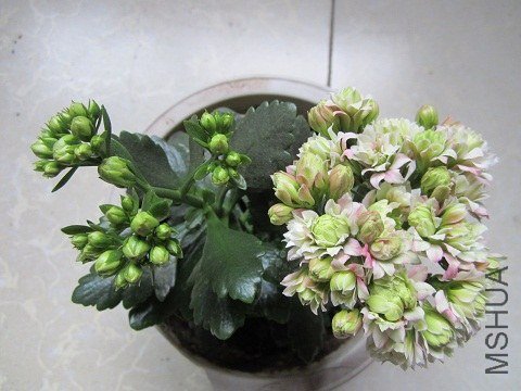 IMG_1680.JPG
