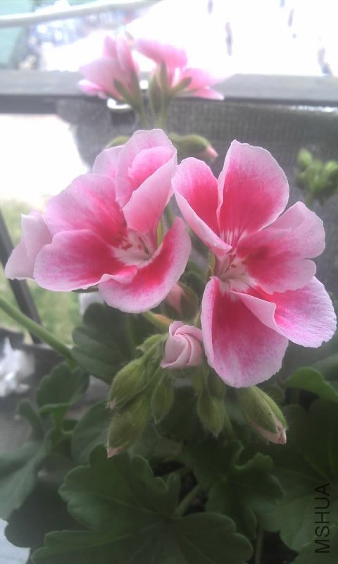 IMG130527061431.jpg