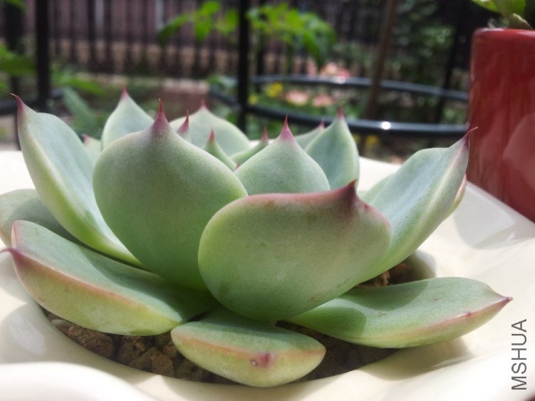 ������ ˮ�ʱȽϳ��� ��ɫ����