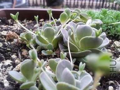 �ͱ�ѩ����ݼ�������һ�� ���ܳ���