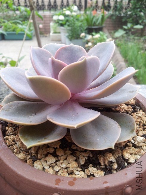 ������治֪��Ϊʲô ���ǻƻƵ� �Ͻ���С������������������