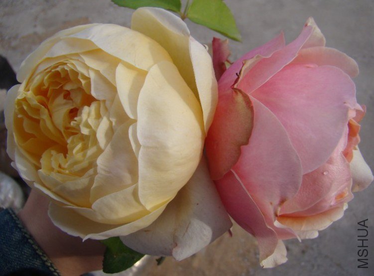 QQ��ͼ20130529090044.jpg