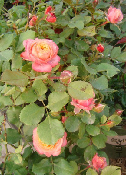 QQ��ͼ20130601090538.jpg