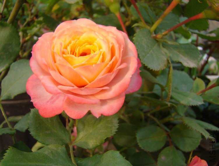 QQ��ͼ20130601090602.jpg