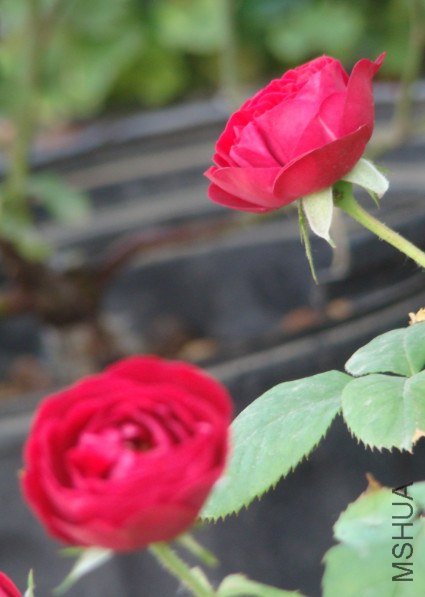 QQ��ͼ20130601090315.jpg