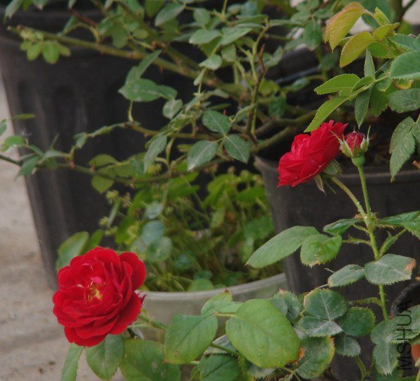 QQ��ͼ20130601090654.jpg