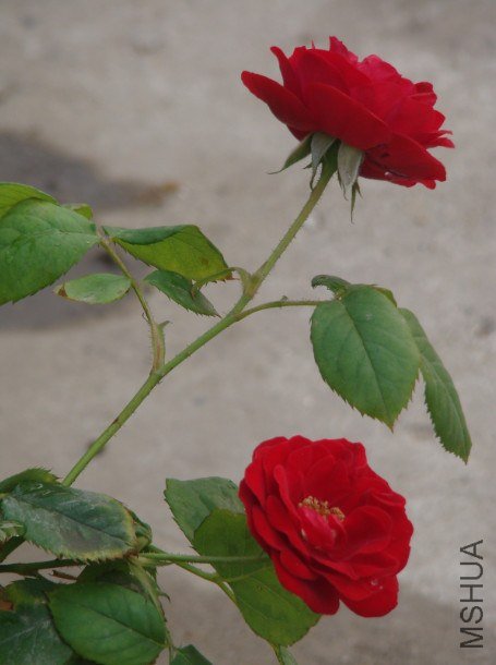 QQ��ͼ20130601091102.jpg