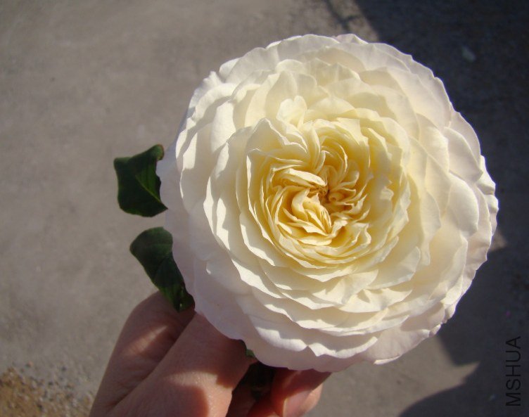 QQ��ͼ20130601090326.jpg