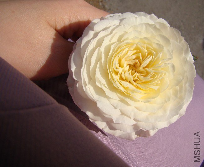QQ��ͼ20130601090349.jpg