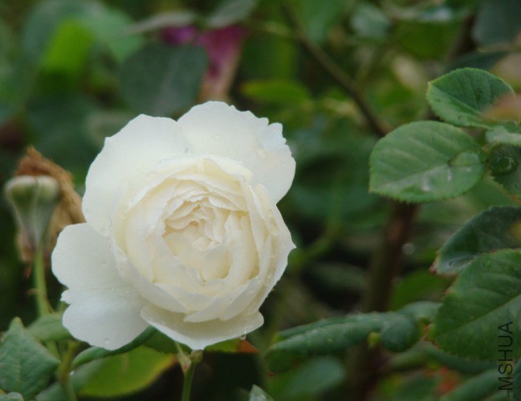 QQ��ͼ20130601090747.jpg