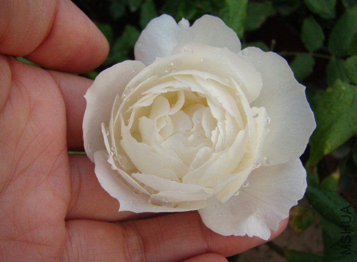 QQ��ͼ20130601090859.jpg