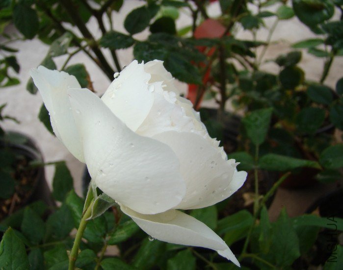 QQ��ͼ20130601091245.jpg