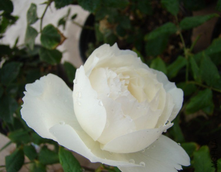 QQ��ͼ20130601091259.jpg